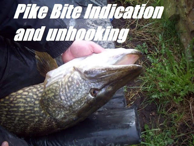 Pike Bite Indication and Unhooking