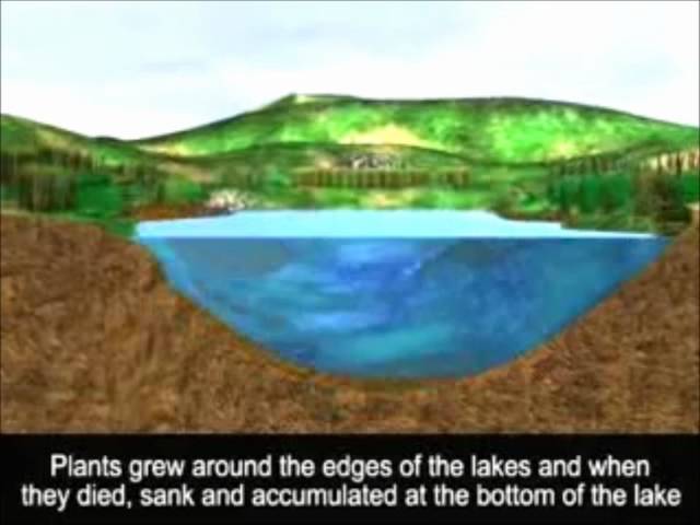 Peat Bog Formation.wmv