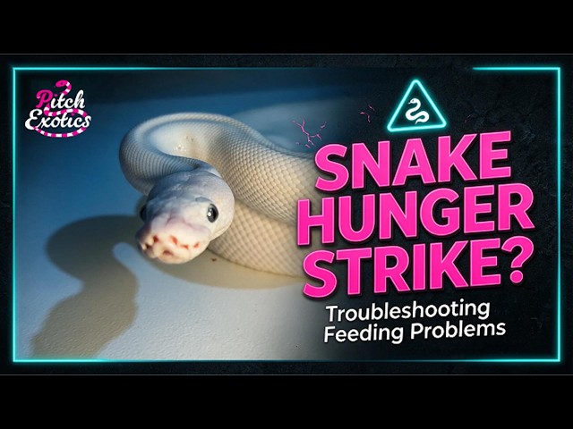 Bakit ayaw kumain ng pet snake mo? | Troubleshooting Snake Feeding Problems PH
