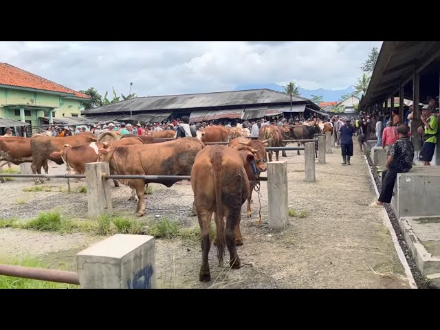 FEMALE COWS/Doro-Doro at BANJARNENGARA CATTLE MARKET