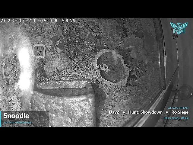 Snoodle the Ball Python - 24/7 Cam