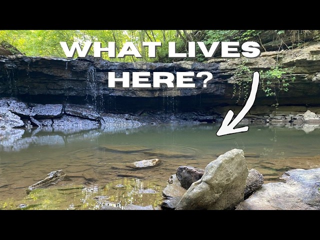 What lives in this isolated backwater pool?