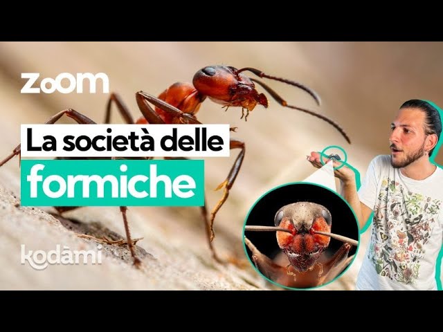 Ant Society: How the Anthill Works