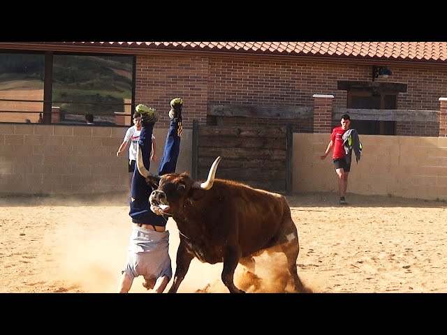 CAPEA CON UNA VACA EN LA FINCA CAMPOS TAURINOS 2024