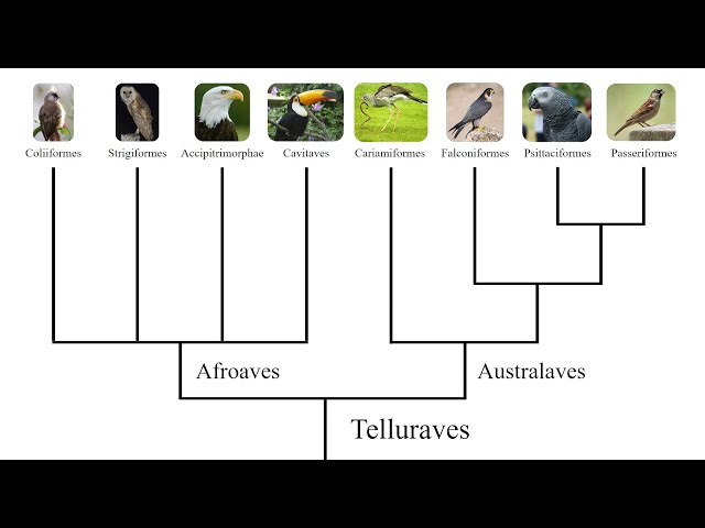 The Bird Family Tree: How all the Major Bird Groups are Related to Each Other.