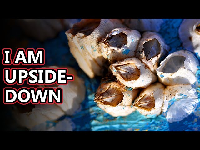 Barnacle facts: You may want to avert your eyes... | Animal Fact Files