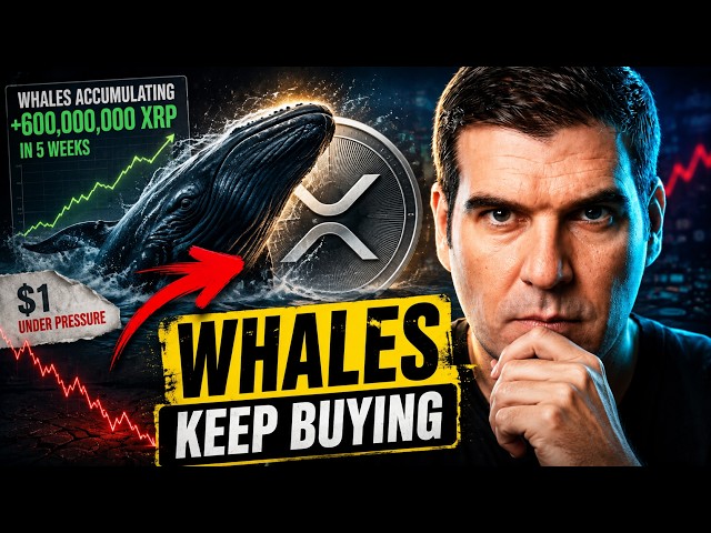 XRP whales JUST added 600M tokens