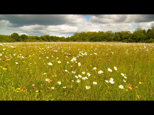 Relaxing Nature (No Voiceover or Music) Close up 55 minute meadow animals experience