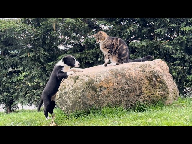 Cat Doesn’t Want Puppy On His Rock