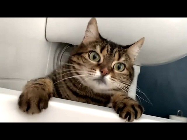 Cat squeaks like toy to greet mom every morning