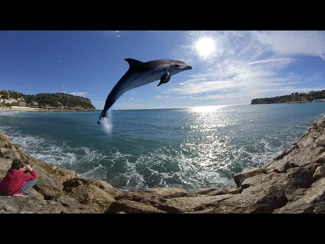 amazing wild dolphins encounter (VR180) incroyable rencontre avec des dauphins sauvages