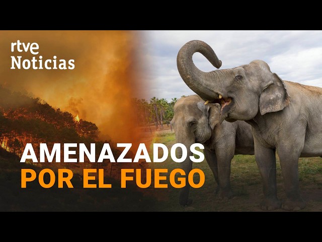 Fire stops just 500 meters from the Safari de Madrid, which is now reopening its doors | RTVE