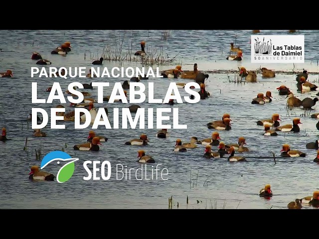 🔴 DIRECTO Parque Nacional de las Tablas de Daimiel, Ciudad Real, España