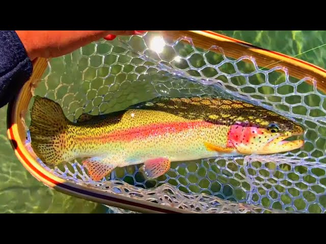 Fly Fishing the Fall River, Central Oregon