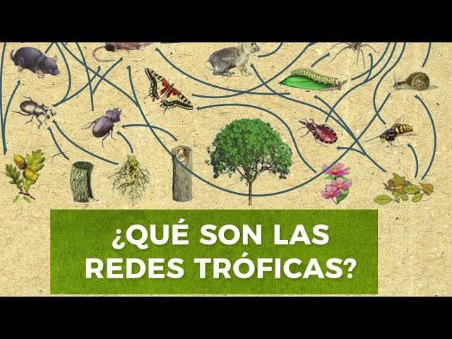 ¿Qué son las redes tróficas?