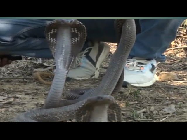 🙏ऐ! क्या हो गया  बहुत पुराने से नागिन का था बास #snakes #snake #snakesofinstagram  #murliwalehausla 