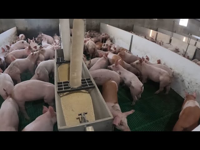 Day in the Life of a Modern Pig Farmer