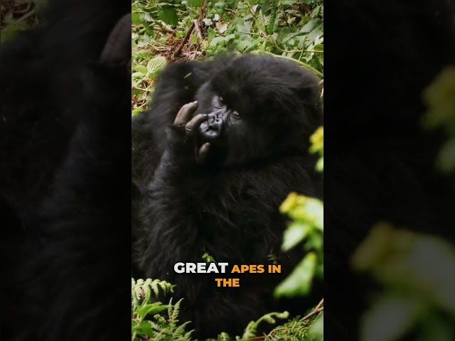 Mountain Gorillas – A True Conservation Success Story! 🦍🌿✨ #gorilla #conservation #wildlife #nature