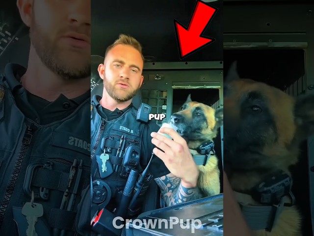 Never Give Your Dog Pup Cups🧁🐕