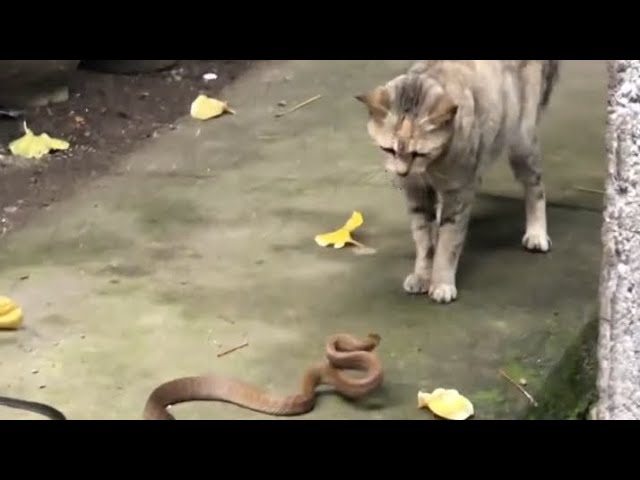 Cat v/s snake fight #catlovers #cat #snake