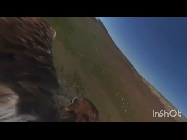 🌍🦁 Wildlife Adventure in VR 360° | Wild Animals Up Close | Virtual Reality Experience 🇺🇸