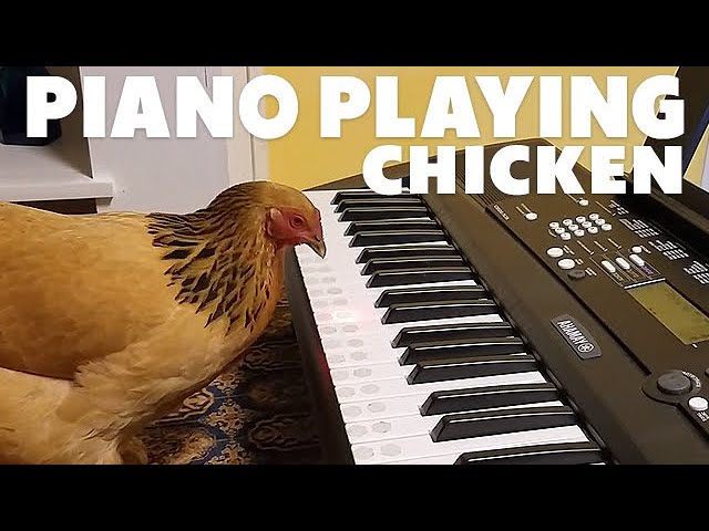Piano Playing Chicken - Plays America The Beautiful