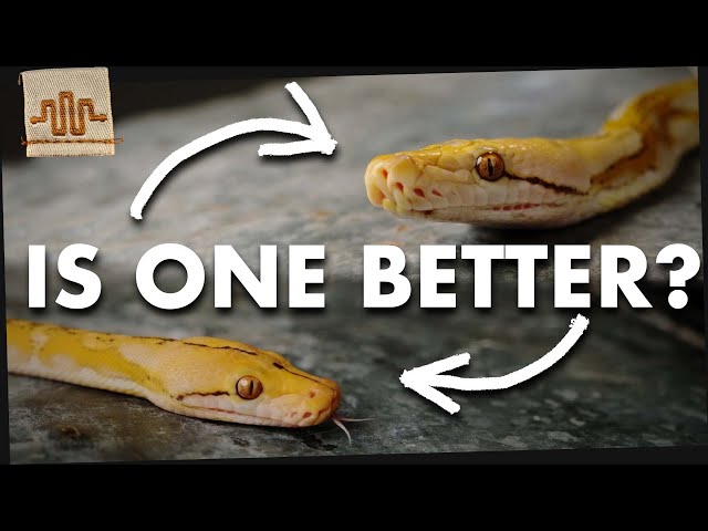 THE DARK ALBINOS | Mochino vs. Orange Glow