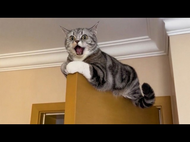 Get Ready to Die LAUGHING at These CATS 🤣 Funny Cat Videos