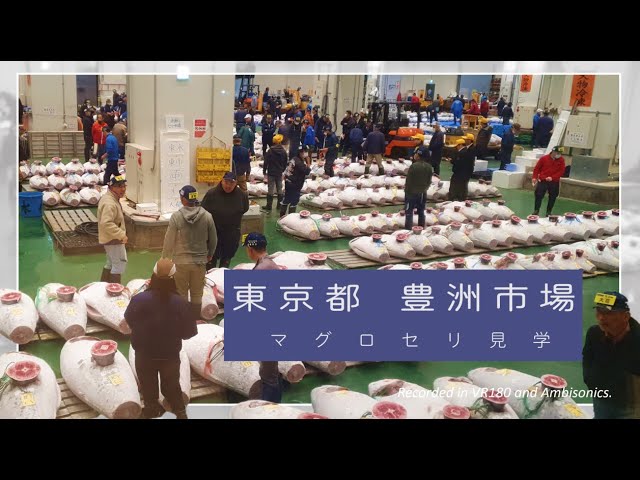 The tuna auction/ Toyosu Market / Ambisonics and VR180