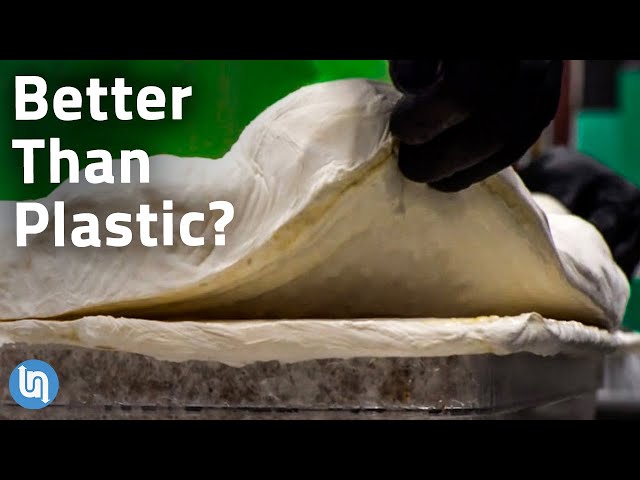 Is Mycelium Fungus the Plastic of the Future?