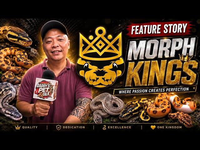 🔥 MORPH KINGS REVEALED! Incredible Ball Python Collection & Breeding Secrets! 🐍👑 | Feature Story 