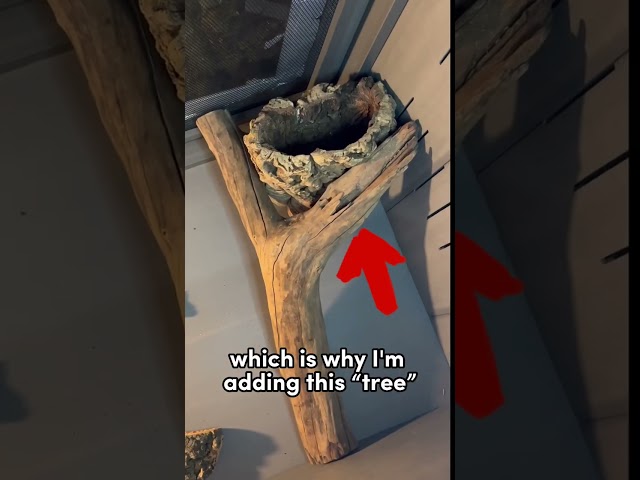 NEW BALL PYTHON SETUP