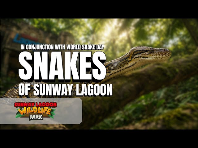 🐍 Slithering into your hearts at Sunway Lagoon!