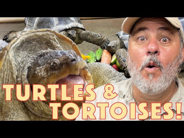 Turtles Vs Tortoises😱🐢