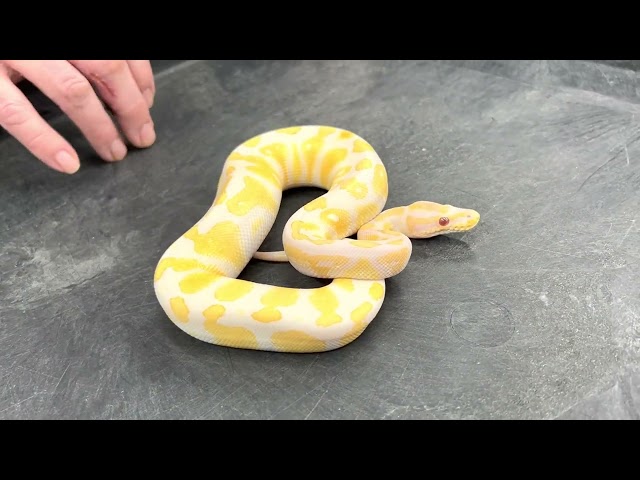 Who should you buy a reptile from? Does it matter?