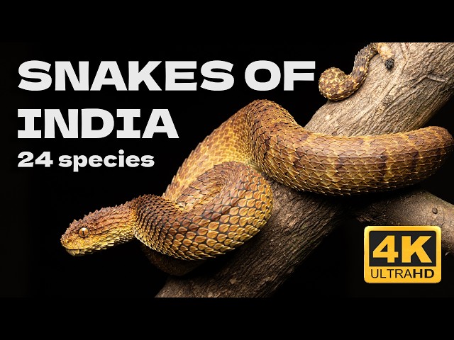 Snakes of India: 24 Species Captured in Stunning 4K UHD