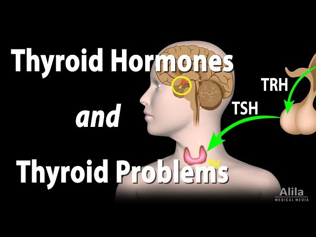 Thyroid Gland, Hormones and Thyroid Problems, Animation