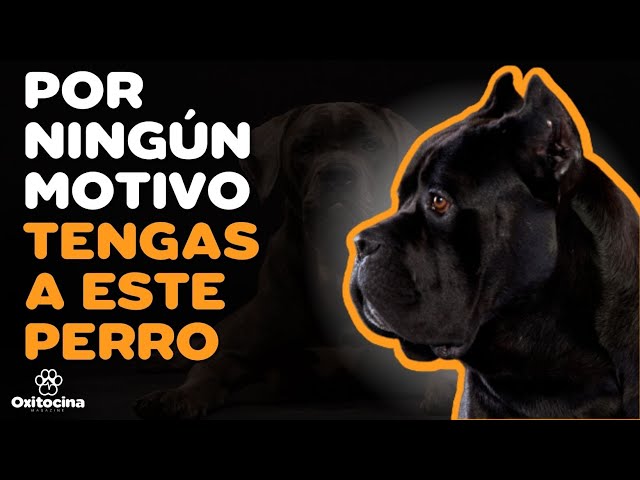 CANE CORSO: 7 RAZONES PARA NO TENERLO