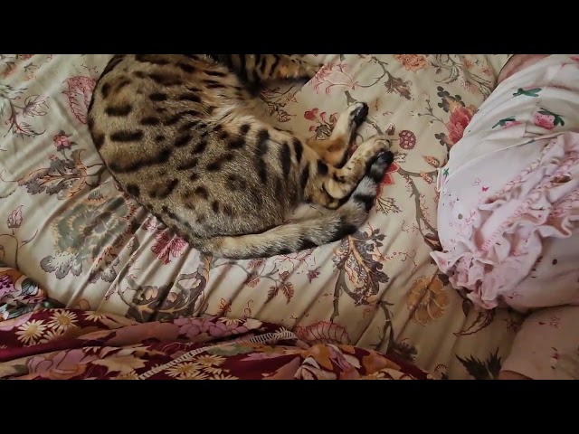 I know my place... 🐆👶