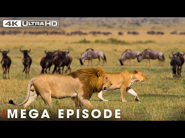 World's Deadliest MEGA EPISODE | 4K UHD | Nature Animal Documentary