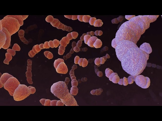 Taller Bioingenería