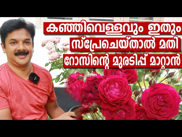 കഞ്ഞിവെള്ളത്തിൽ ഇതുകൂടി ചേർത്ത് ഒറ്റ സ്പ്രേമതി റോസിലെ കുരുടിപ്പ് മാറാൻ | Rose Care tips Malayalam
