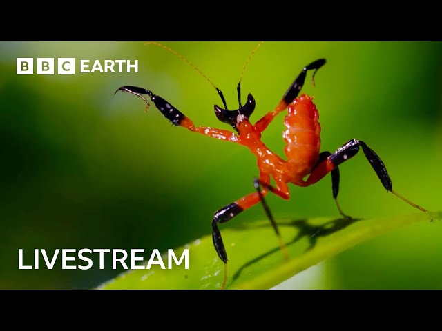 🔴 LIVE: One Hour of Amazing Insect Moments | BBC Earth
