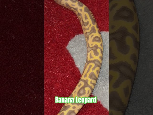 Banana Leopard #banana #leopard #ballpython #viral ##shorts #shortsviral #shortvideo #short #python