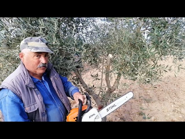 Cambio de Variedad en olivar