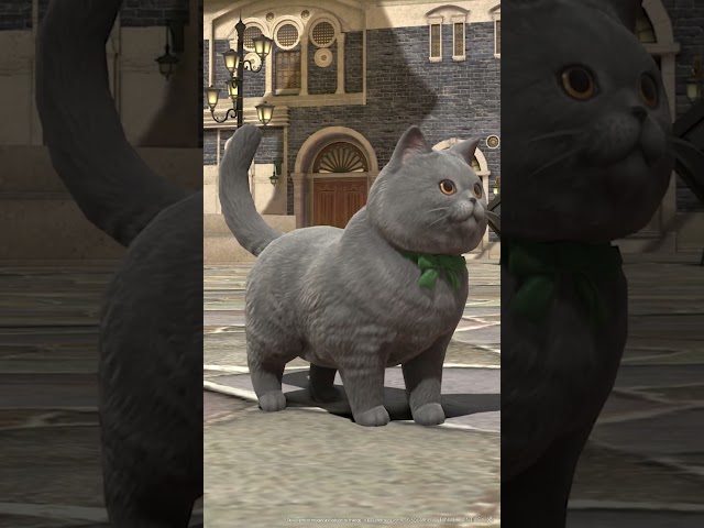 新たなミニオン : ラノシアンショートヘア　New Minion : La Noscean Shorthair