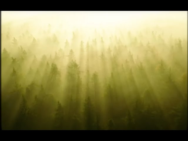 THE FOREST IS THE PATH ↟