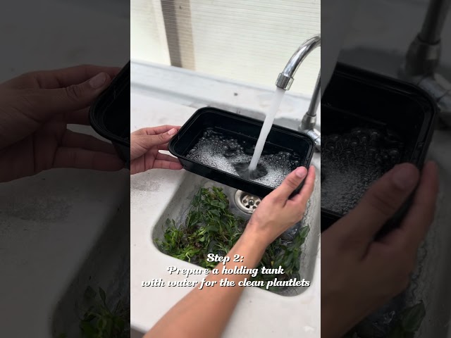 The Quick Guide To Acclimating Tissue Culture with Orange Lake Nursery