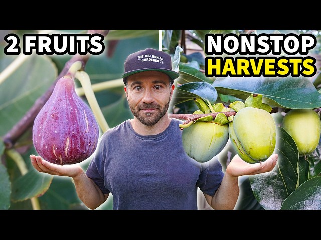 These Forgotten Fruits Provide 6 MONTHS of NONSTOP Harvests!