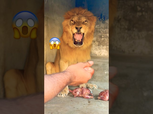Food time 😱😡#lion #tiger #zoo #animals #wildliferescue  #lion #sohailbiganimals #shortvideo